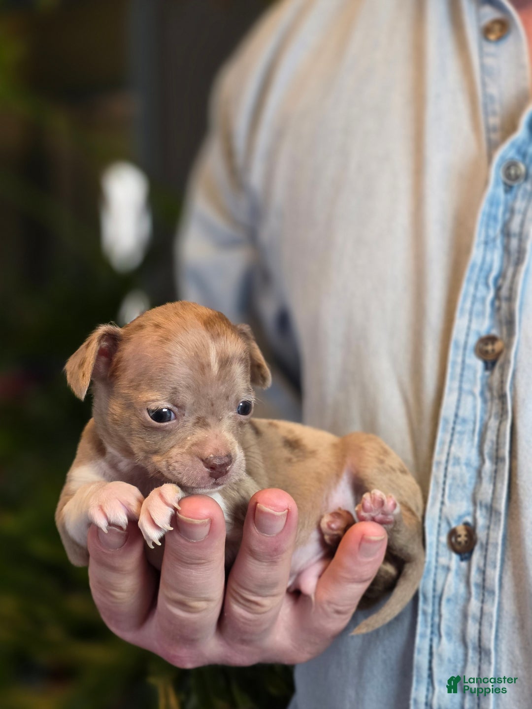 Chihuahua dogs for sale: Splash - Ad 15