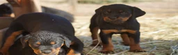 Rottweiler dogs for sale: Rottweiler F3 - Ad 31