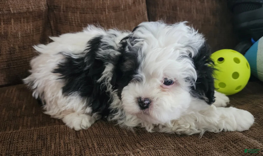 Shihpoo dogs for sale: IAN - Ad 4
