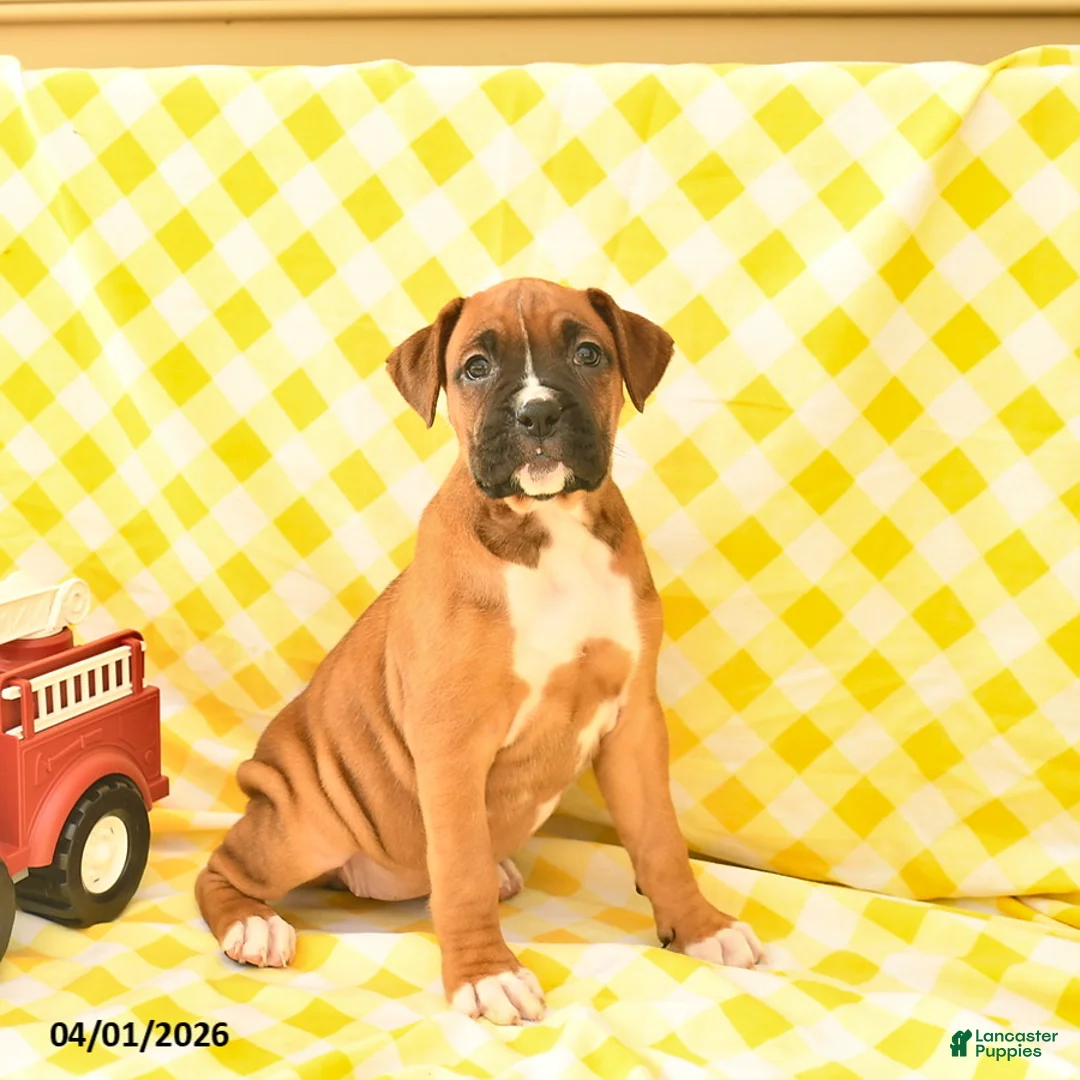 Boxer dogs for sale: Kelly  - Ad 2