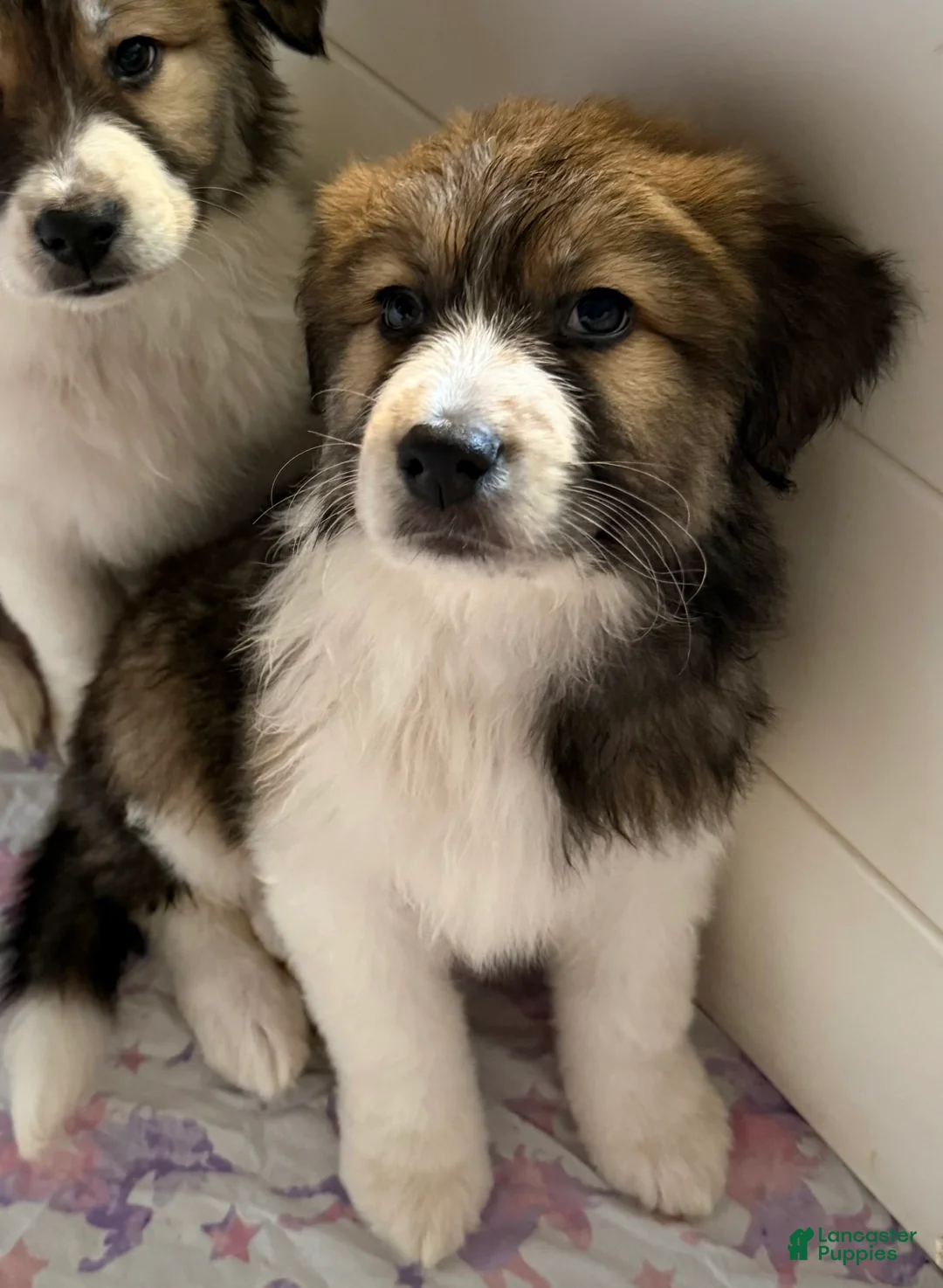 Mixed Breed dogs for sale: Tucker - Ad 2