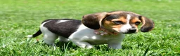 Beagle dogs for sale: Velvet - Ad 6