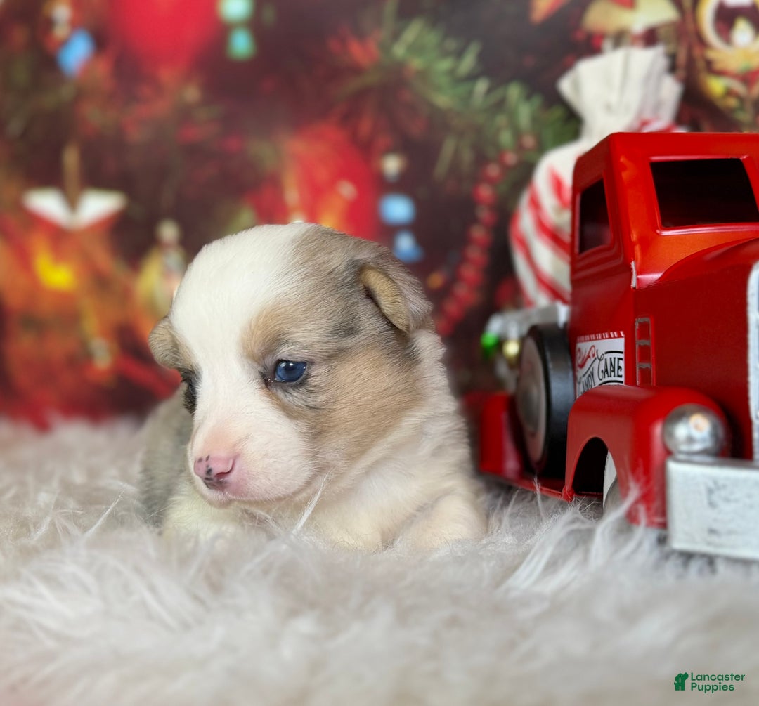 Welsh Corgi Pembroke dogs for sale: Tinsel pet only - Ad 4