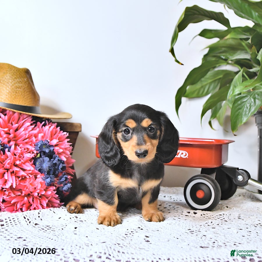 Miniature Dachshund dogs Tava - Ad 1
