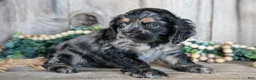 Cocker Spaniel dogs for sale: Dexter - Ad 1