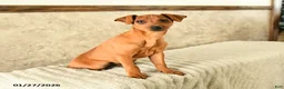 Miniature Pinscher dogs for sale: Georgie - Ad 1