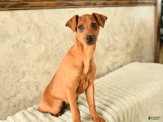 Miniature Pinscher dogs Georgie - Ad 6
