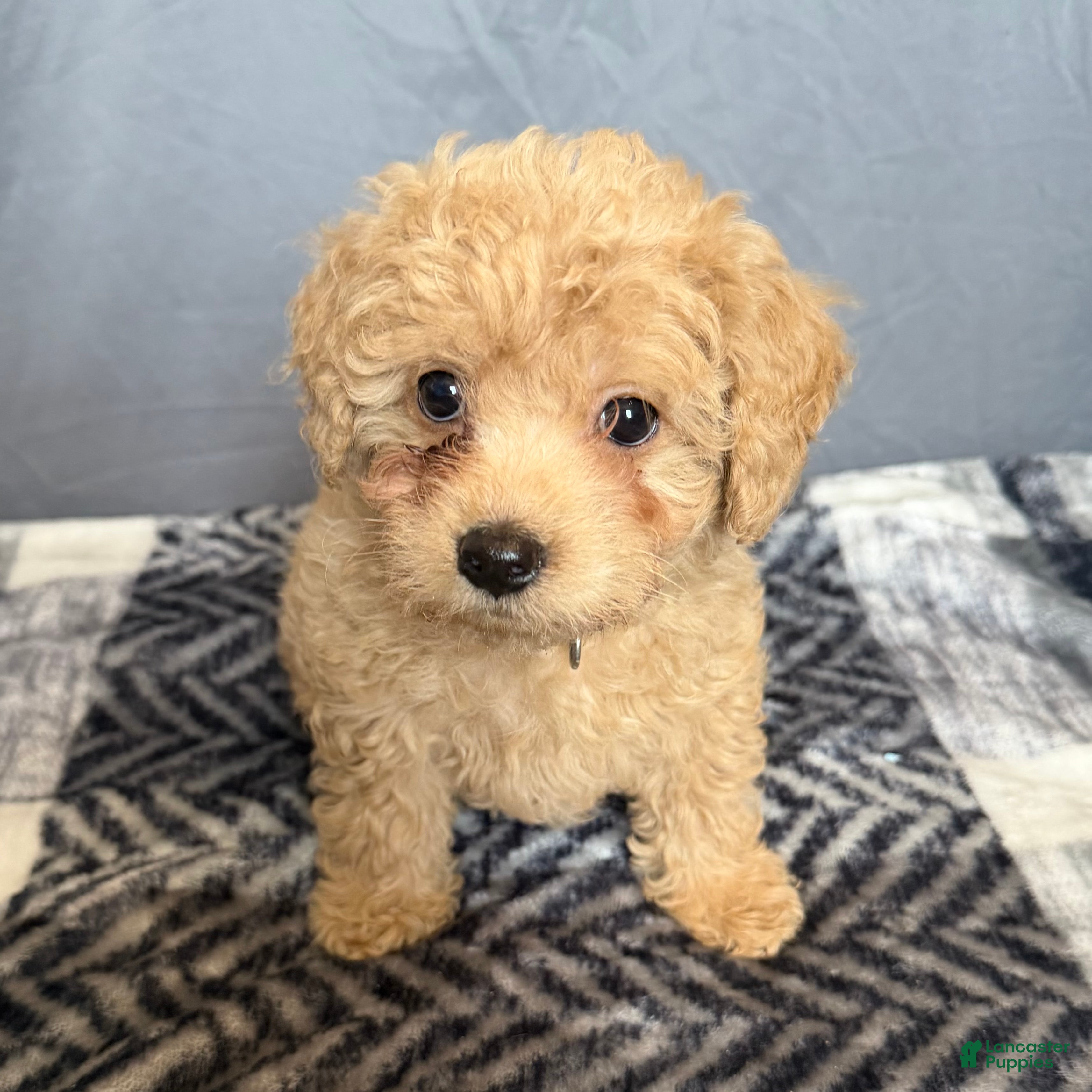 Mini Goldendoodle dogs Angel - Ad 27