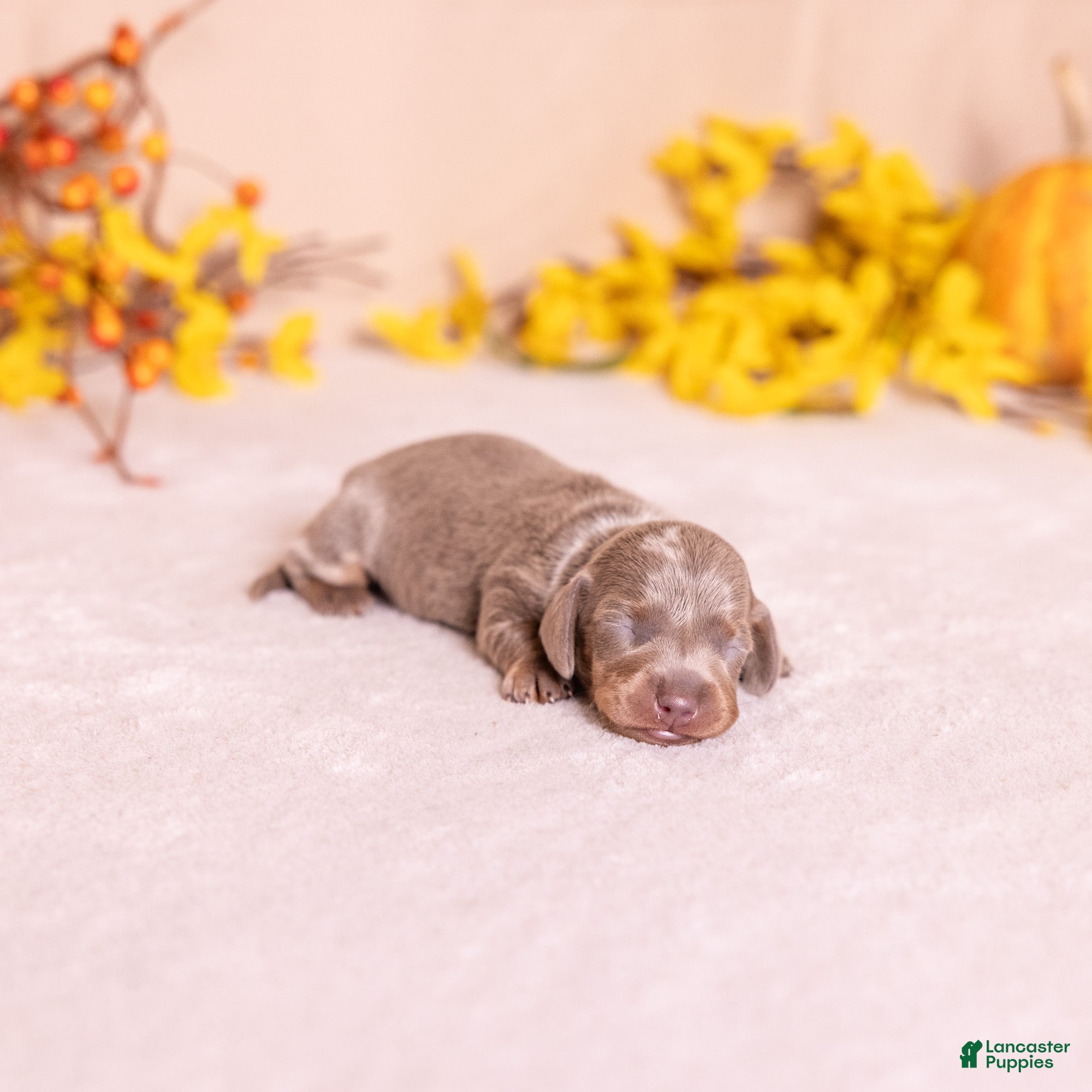 Miniature Dachshund dogs for sale: Willow - Ad 2