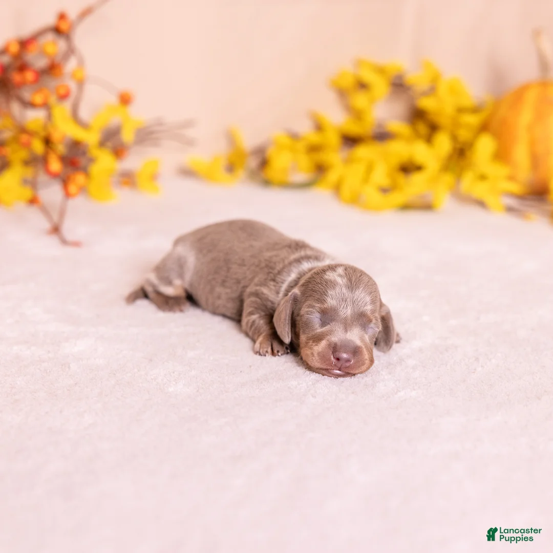 Miniature Dachshund dogs for sale: Willow - Ad 2