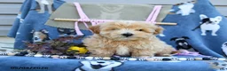 Maltipoo dogs for sale: Amos - Ad 2