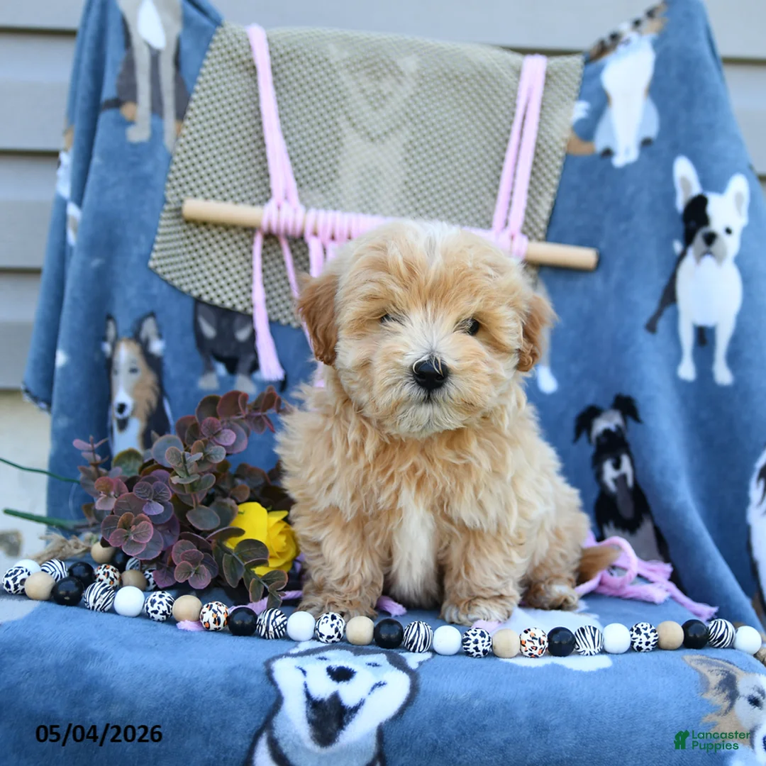 Maltipoo dogs for sale: Amos - Ad 2