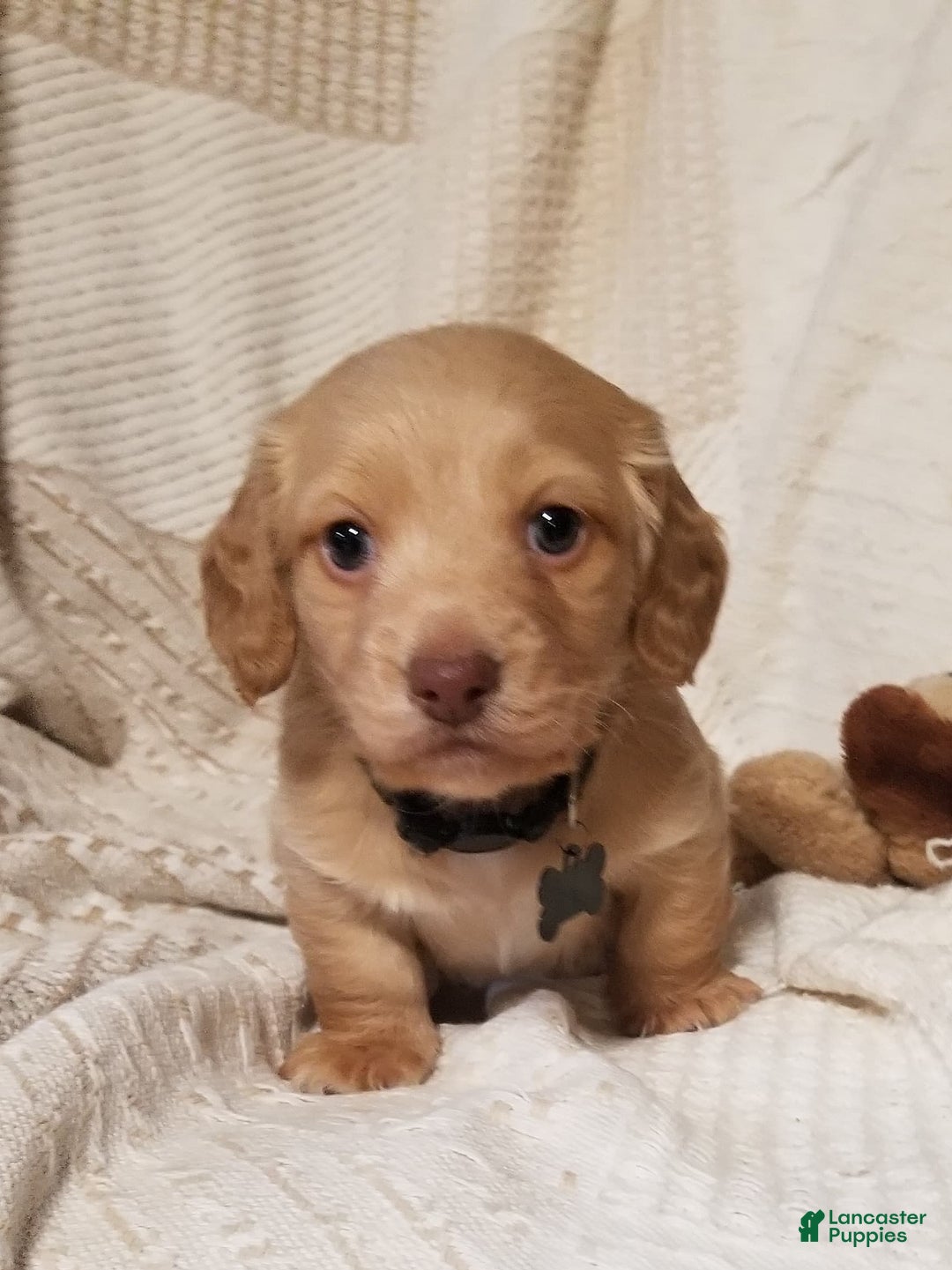 Miniature Dachshund dogs for sale: Milo - Ad 1