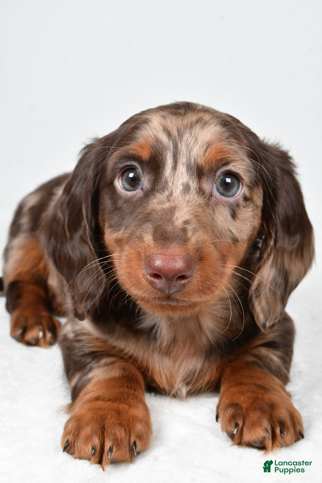 Miniature Dachshund dogs for sale: Asher - Ad 2