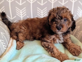 Mini Aussiedoodle dogs - Ad 27