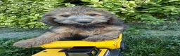 Whoodle dogs for sale: Henry - Ad 3
