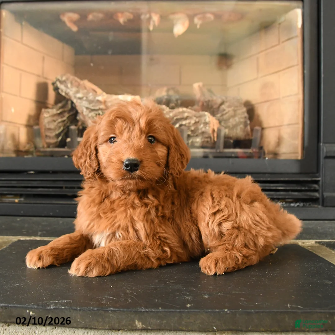 Mini Goldendoodle dogs for sale: Robin - Ad 1