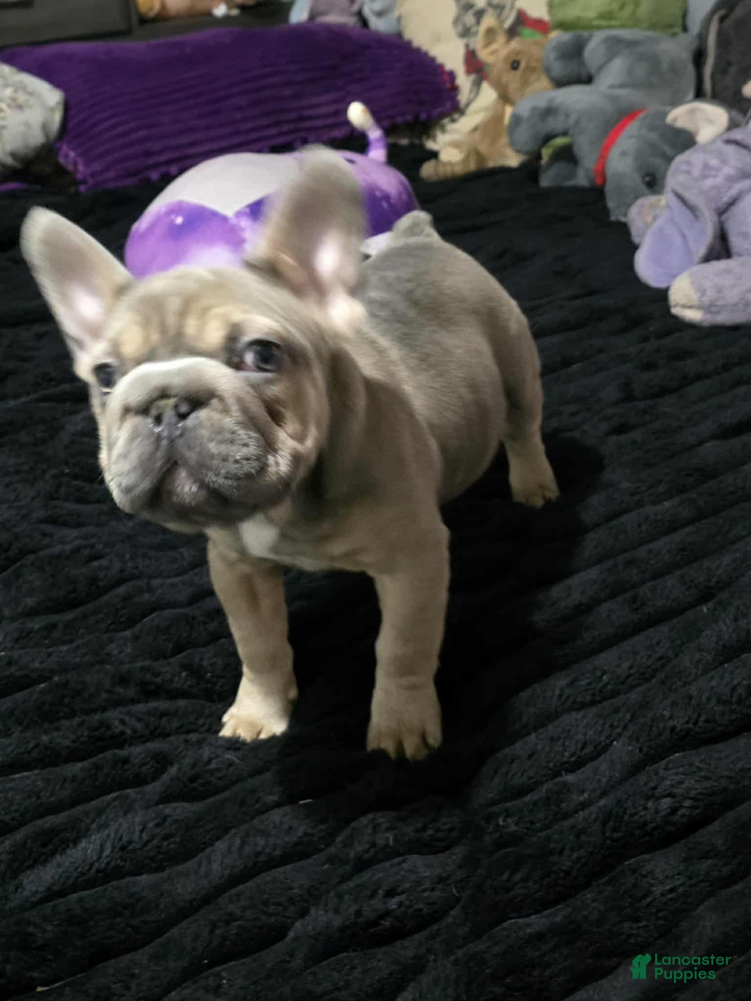 Mixed Breed dogs Mixed Breed Puppy 3 - Ad 36