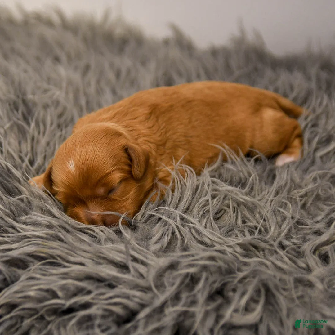 Cavapoo dogs for sale: Maple   - Ad 12