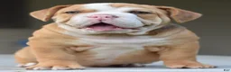 Mixed Breed dogs for sale: Hercules Bulldog hybrid  - Ad 58