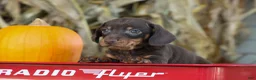 Miniature Dachshund dogs for sale: Zippy🐾 - Ad 8