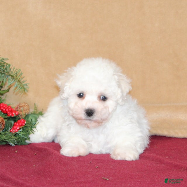 Bichon Frise dogs Daisy - Ad 21