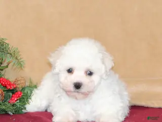 Bichon Frise dogs Daisy - Ad 42