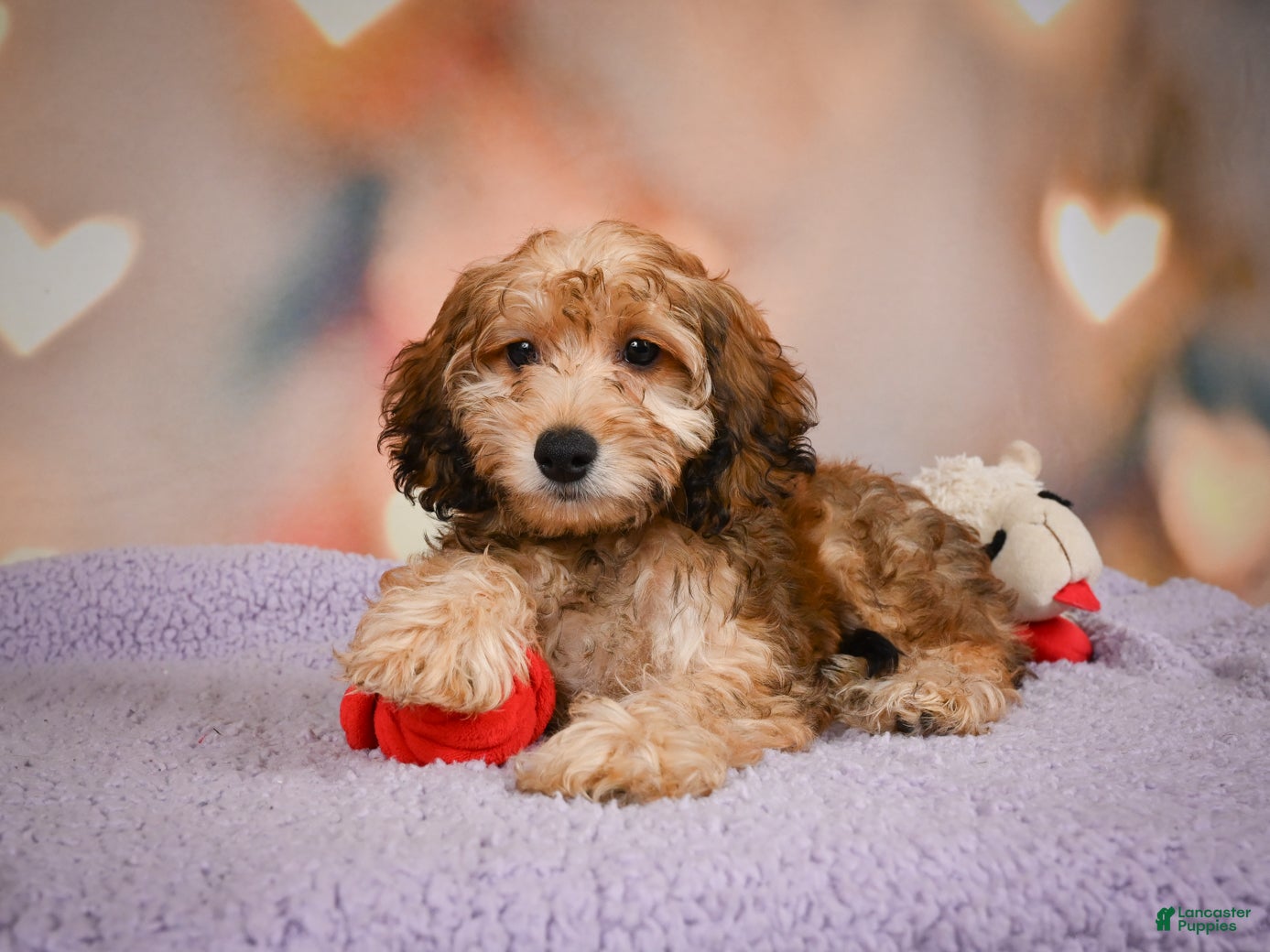 Cavapoo dogs Penny - Ad 2