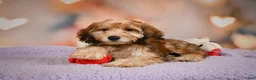 Cavapoo dogs for sale: Penny - Ad 2