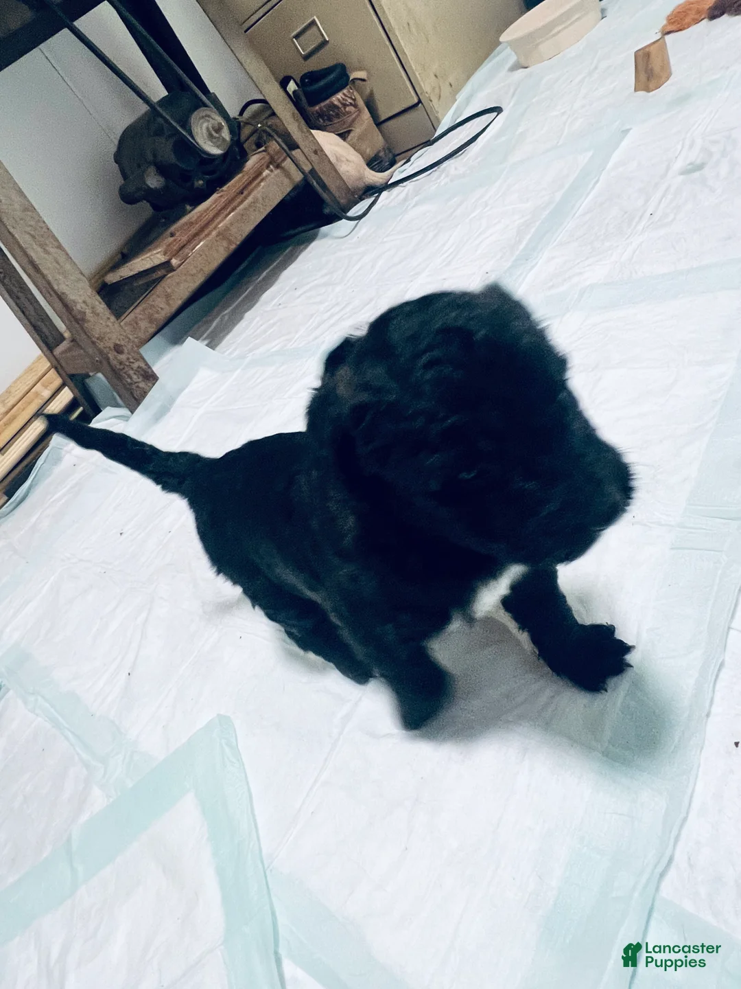 Mixed Breed dogs for sale: Henry - Ad 3
