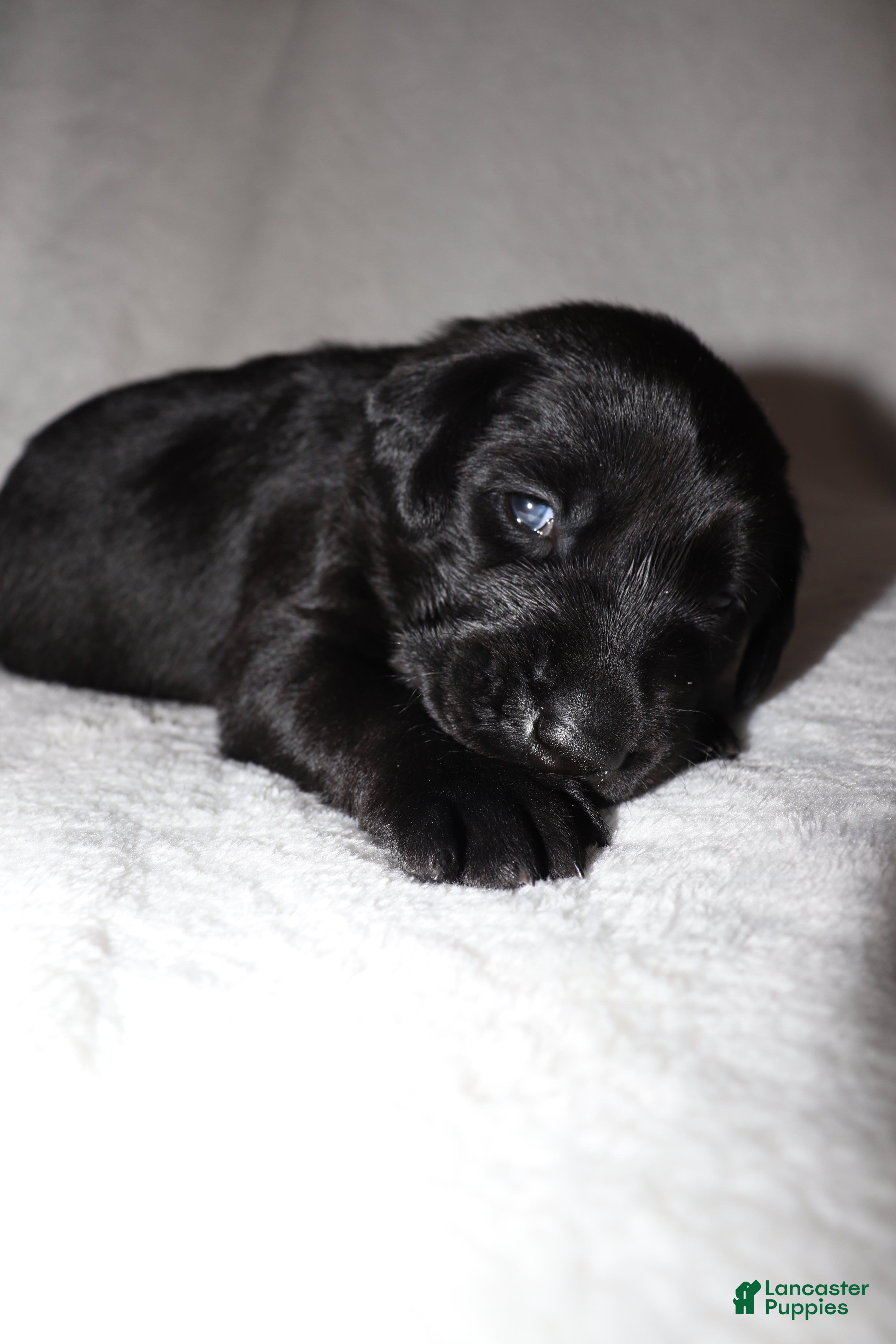 Labrador Retriever dogs Bo - Ad 41