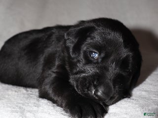 Labrador Retriever dogs Bo - Ad 41