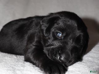 Labrador Retriever dogs Bo - Ad 24