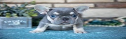 French Bulldog dogs for sale: Zach - Ad 2