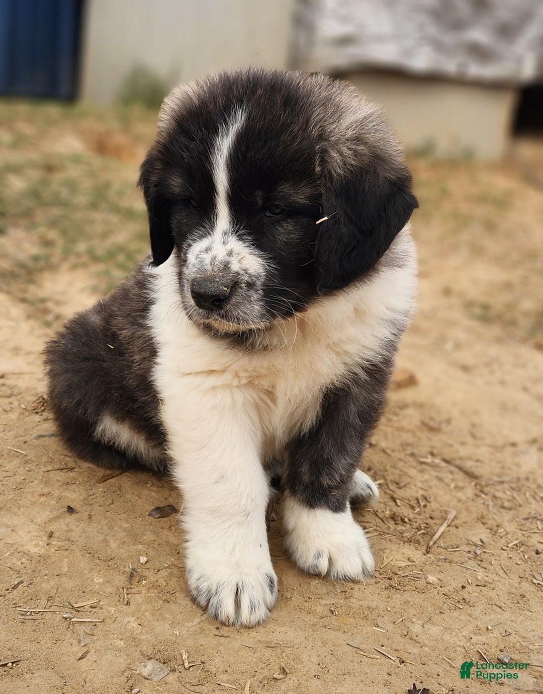 Anatolian Shepherd dogs for sale: Zena 2025 M2 ASD puppy - Ad 11