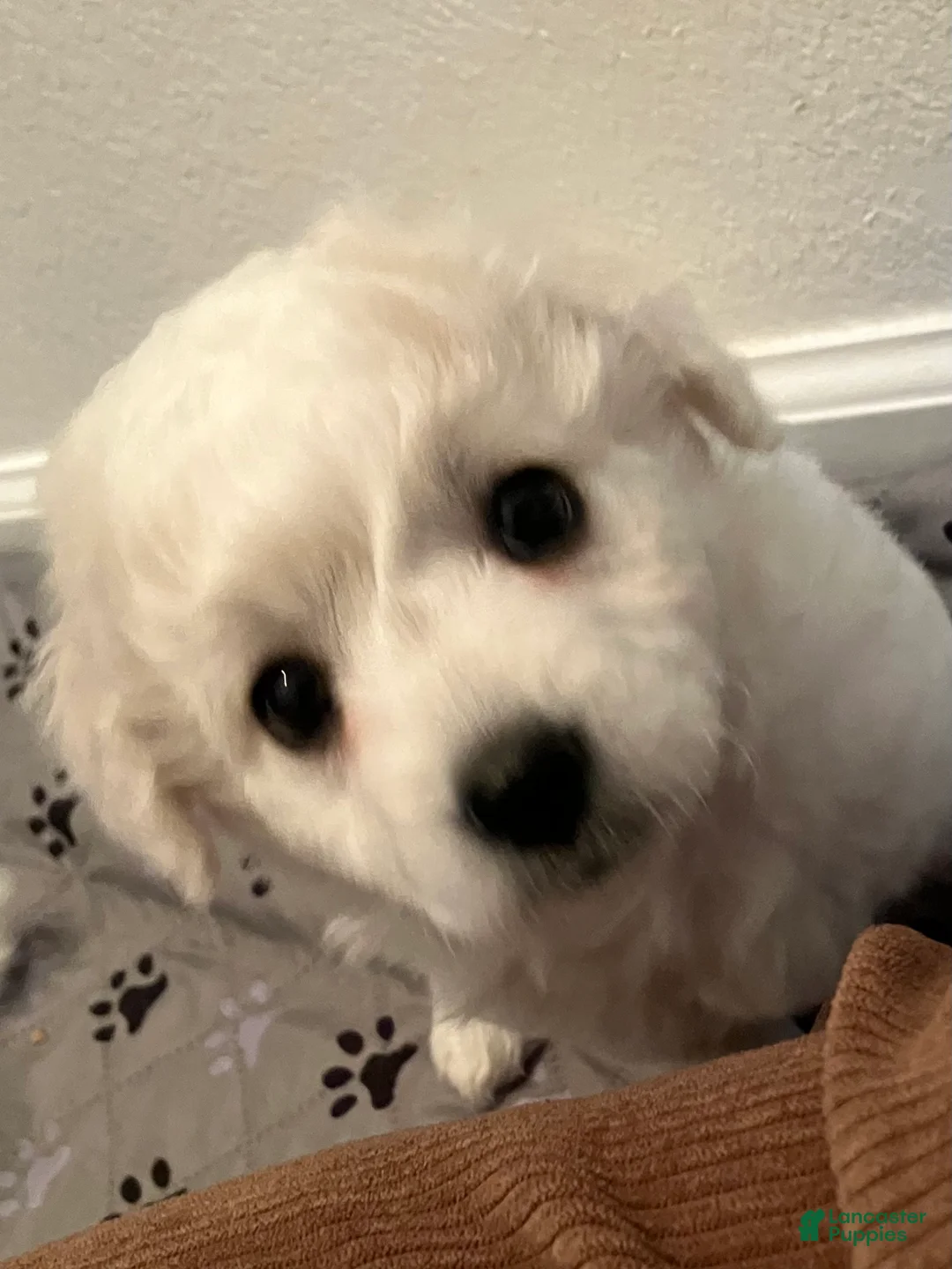 Maltipoo dogs for sale: Clara - Ad 3