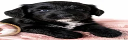 Aussiedoodle dogs for sale: Aussiedoodle 6 - Ad 4