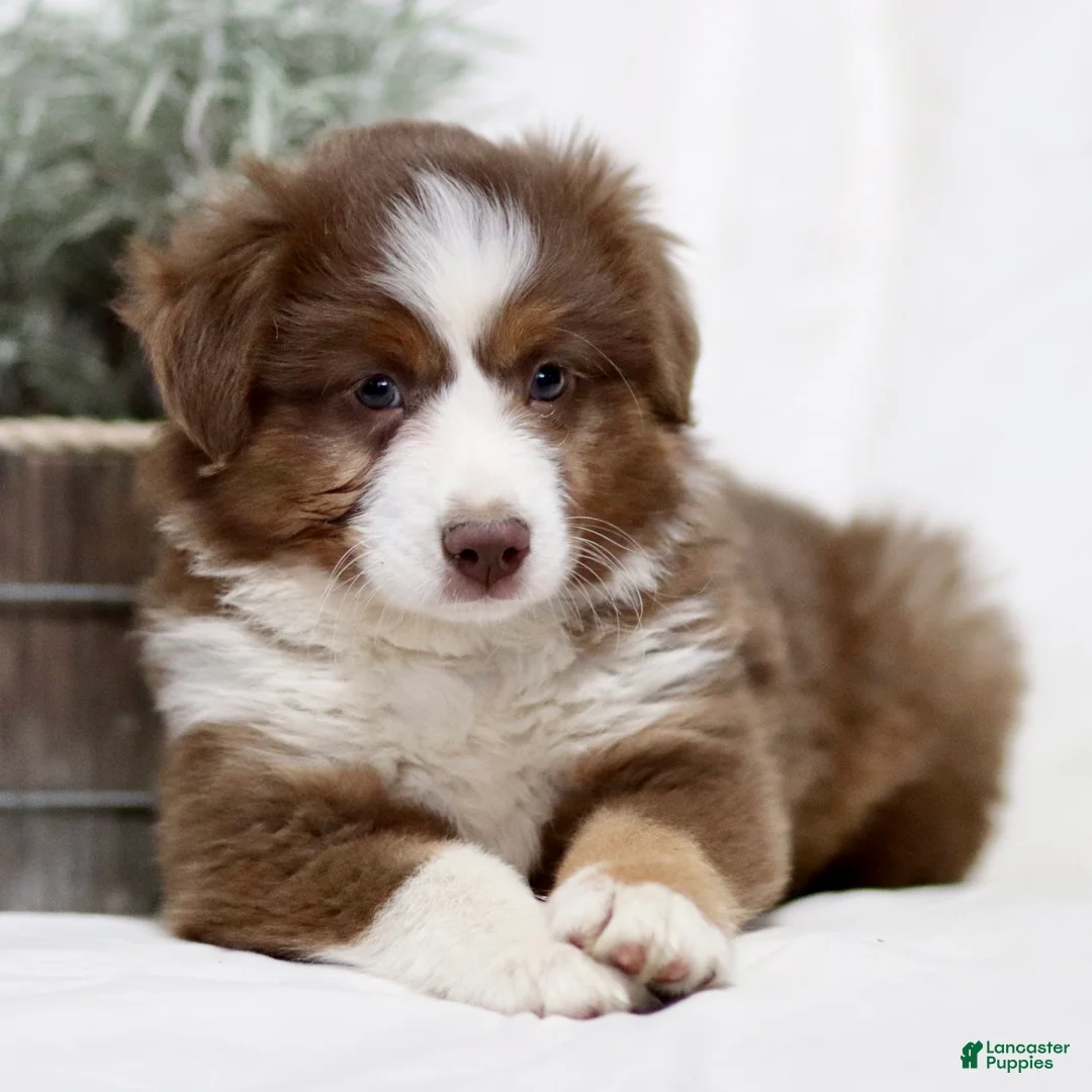 Miniature Australian Shepherd dogs for sale: Coffee - Ad 2