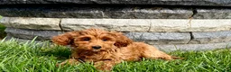 Cockapoo dogs for sale: Cockapoo female 5 - Ad 3