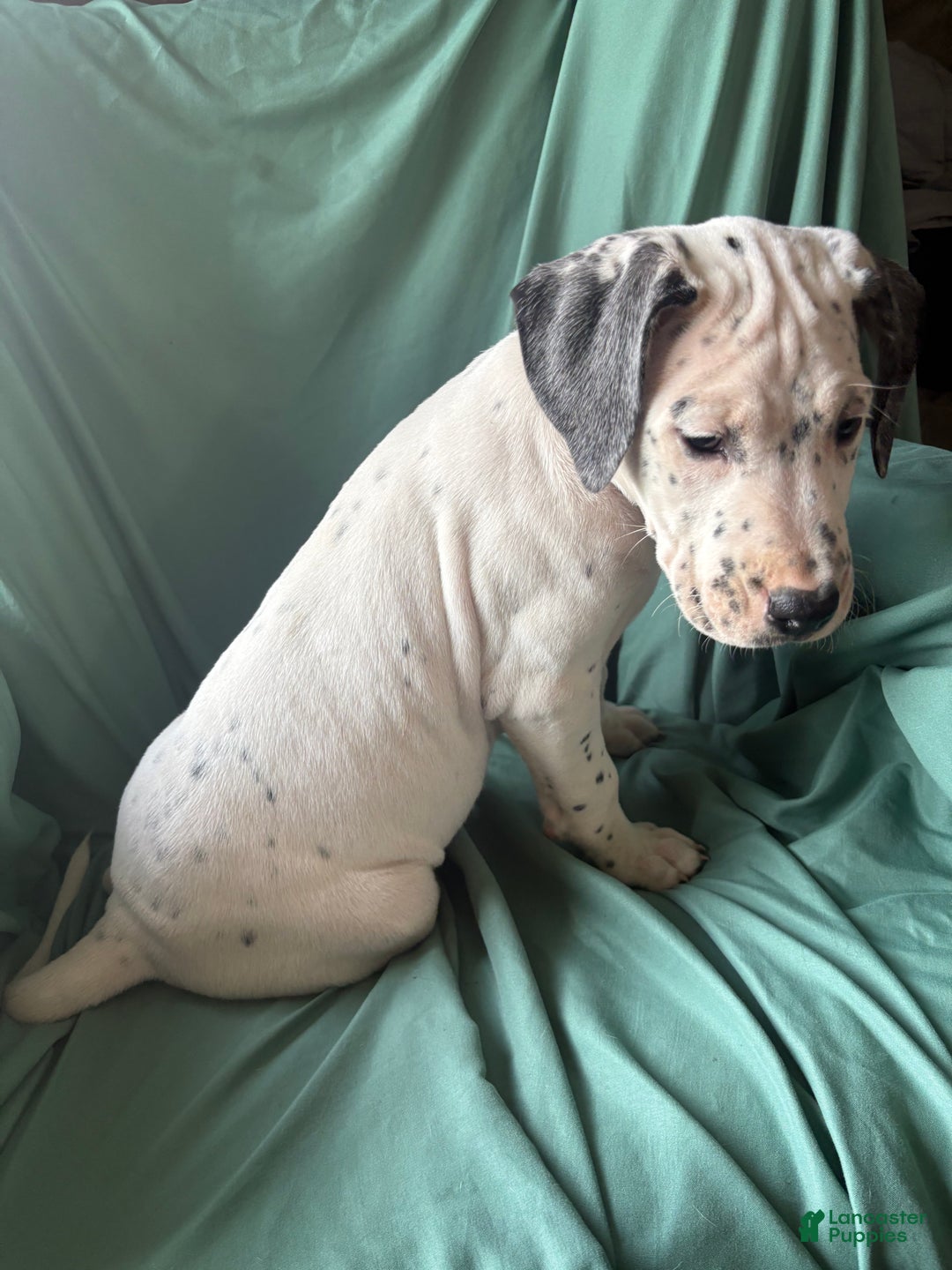 Mixed Breed dogs for sale: Samuel - Ad 3