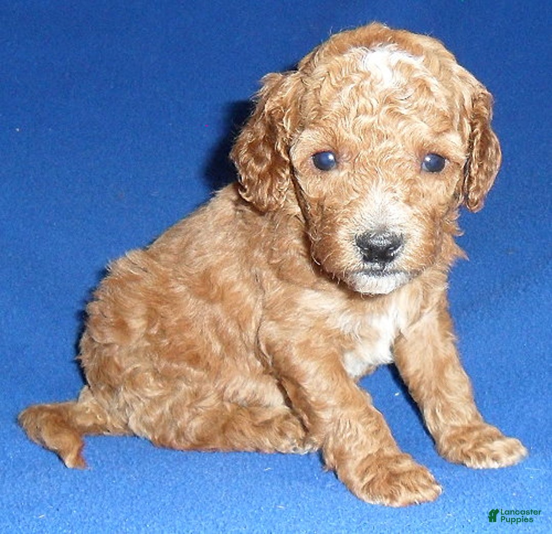 Cockapoo dogs for sale: Bentley - Ad 4