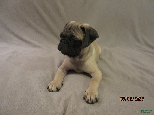 Pug dogs for sale: Clyde - Ad 3