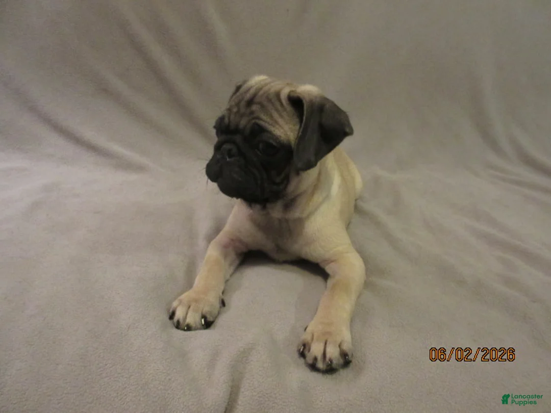 Pug dogs for sale: Pug Puppy 2 - Ad 20