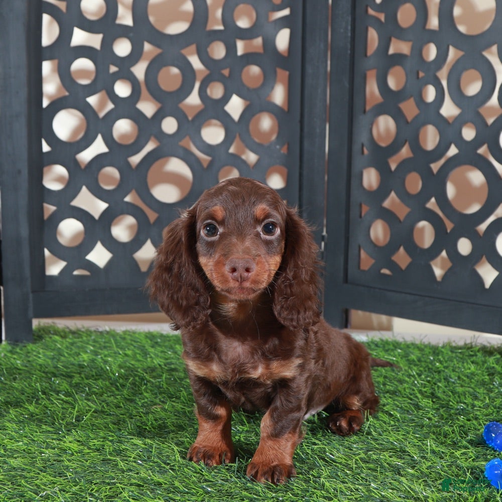 Miniature Dachshund dogs Dusty Irresistible LH Chocolate Dachshund Puppy - Ad 2