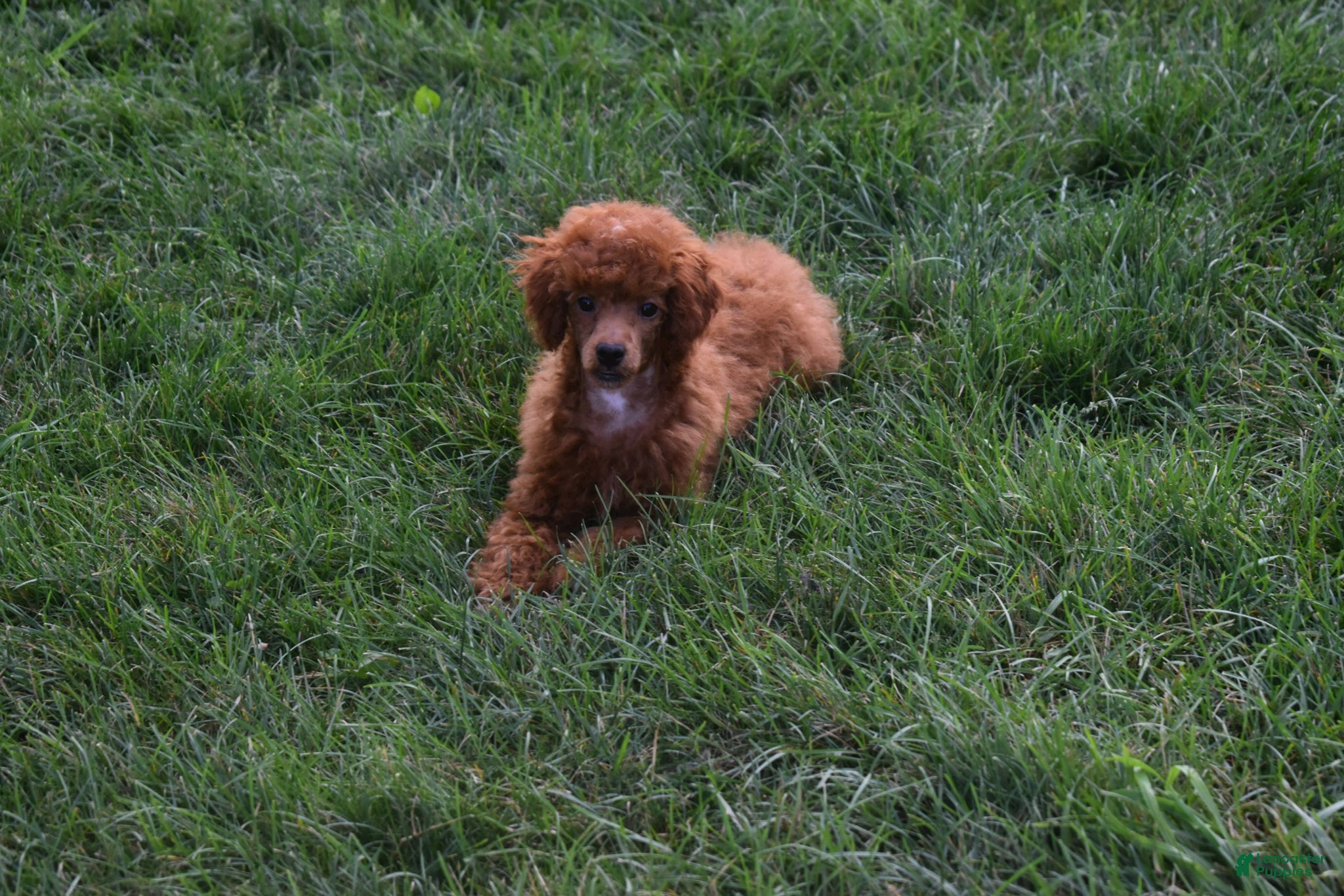 Miniature Poodle dogs Denver  💕🐶 - Ad 2