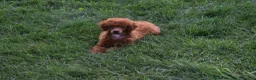 Miniature Poodle dogs for sale: Denver  💕🐶 - Ad 13