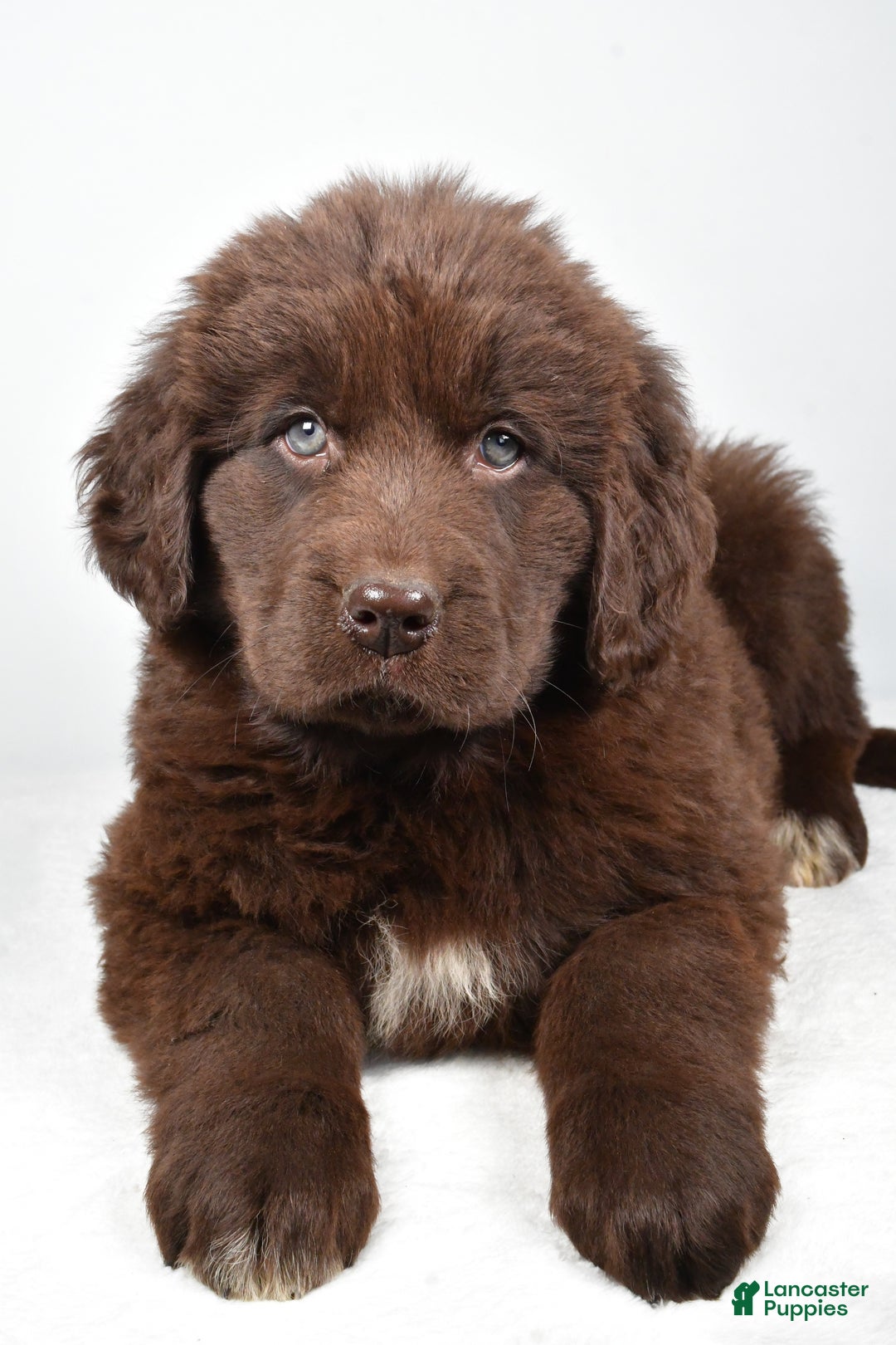 Newfoundland dogs for sale: Luna - Ad 6