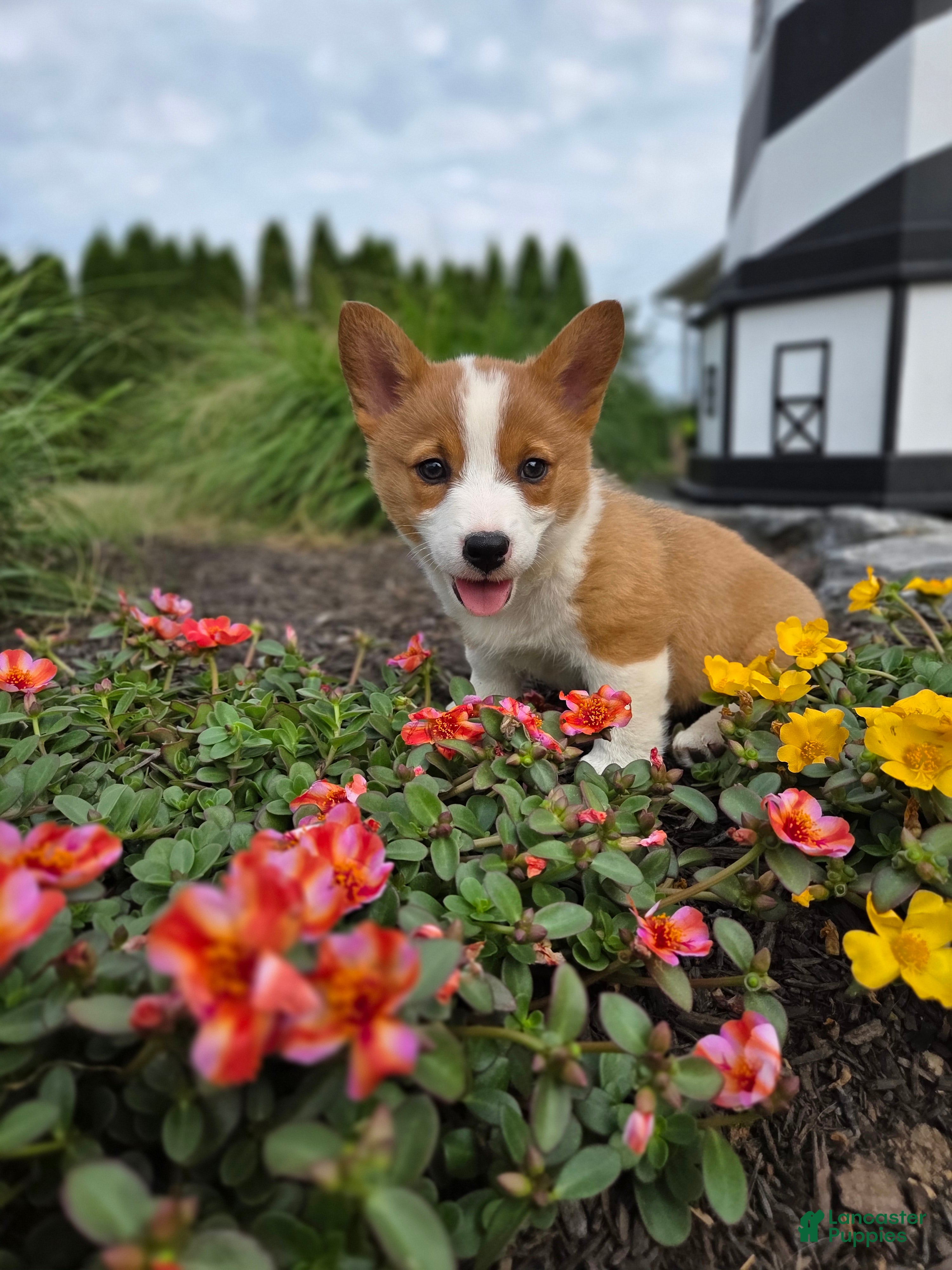 Welsh Corgi Pembroke dogs Sandy - Ad 1