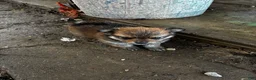 Mixed Breed dogs for sale: Lollipop - Ad 3