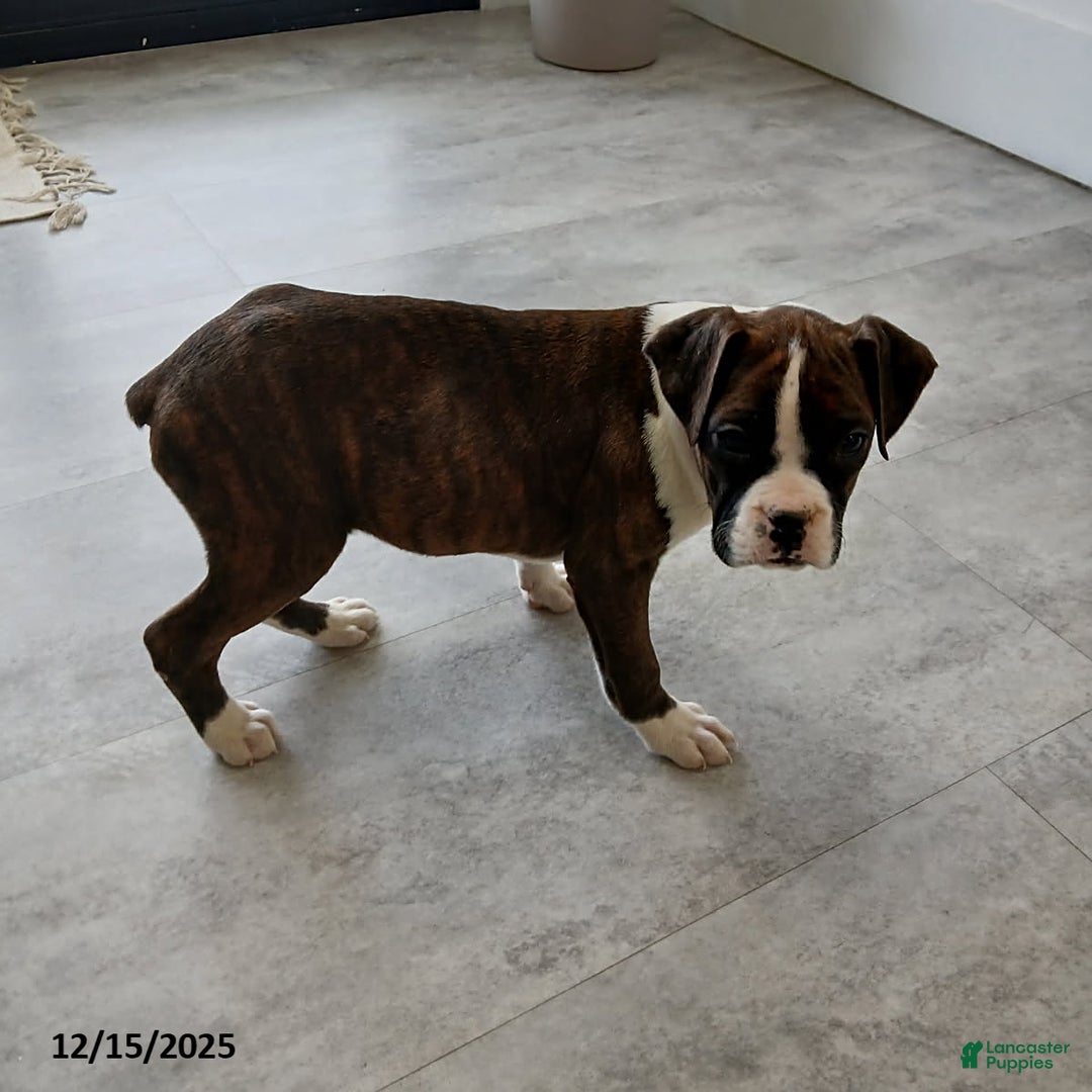 Boxer dogs for sale: Joy - Ad 5